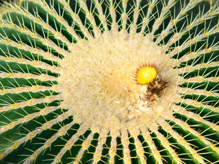 Close up of beautiful cactus flower