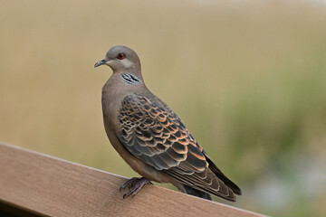 Obraz premium キジバト Oriental Turtle-Dove