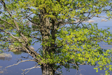 Green tree standing in front of a water flood