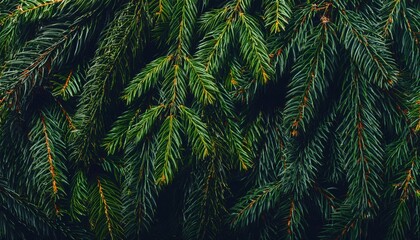 Close-up of lush evergreen fir tree branches with vibrant green needles, perfect for Christmas, holiday decorations, natural winter backgrounds, or seasonal eco friendly festive designs