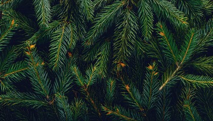 Obraz premium Close-up of lush evergreen fir tree branches with vibrant green needles, perfect for Christmas, holiday decorations, natural winter backgrounds, or seasonal eco friendly festive designs