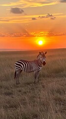 Obraz premium Zebra Standing in Grassland at Sunset