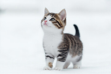 Obraz premium A beautiful kitten in close-up. Cute kitten on a white background. Pet. Animal care. Background with animals