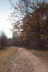 Fototapeta premium Autumn park landscape on a sunny November day