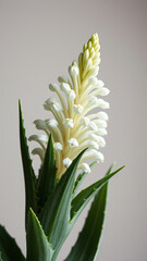 Obraz premium Macro shot of yucca gloriosa with intricate white flowers and spikey leaves, closeup, nature, botanical detail , Yucca gloriosa, outdoor plant