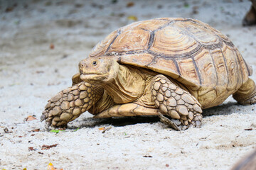 Obraz premium Big Turtles at the Zoo