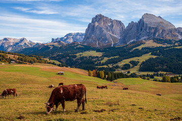 Panoramic view of the Sasso Lungo group in the Dolomites, Italy.