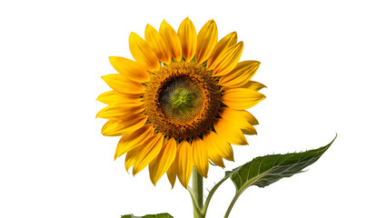 Obraz premium sunflower isolated on transparent png