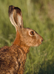 Side profile of a wet European hare in warm sunlight, showcasing its alert expression and vibrant orange fur against a natural green background © Donatas