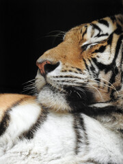 Close-up of the face of a Siberian tiger taking a nap. Black background.