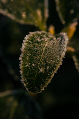 frost on leaf