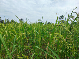 Obraz premium The close up yellow rice field.