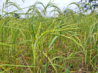 Obraz premium The view of yellow comb of rice field and close up rice tree.