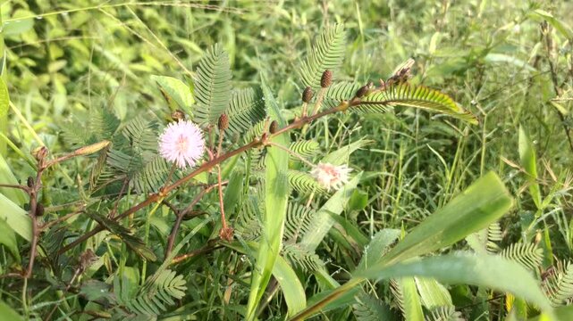 Putri malu or Mimosa pudica L is a short shrub whose leaves can quickly close or wilt on their own when touched. This plant is widely grown in various tropical regions, including in Indonesia.