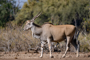 Fototapeta premium side profile view of a large male Eland