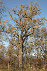 Obraz premium Autumn park landscape on a sunny November day