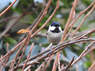 Obraz premium Front view of a Coal Tit perching on a bare-branched shrub