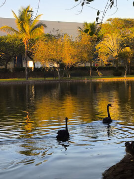 Lagoa com cisne