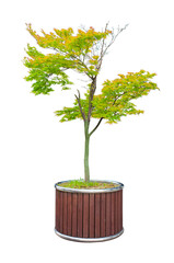 Obraz premium Colorful of korean maple tree Isolated on transparent background.