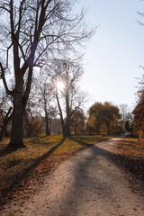 Autumn park landscape on a sunny November day