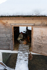 Hens and rooster in chicken shed © Anja Broger