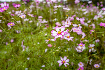 Blooming Pink Cosmos in an Autumn Field