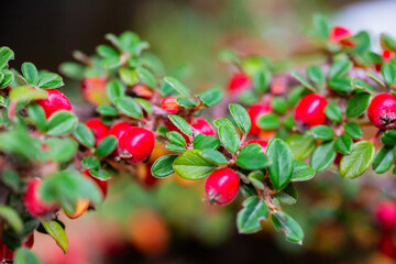 Obraz premium Cotoneaster horizontalis close up. Branches with red berries and green leaves.
