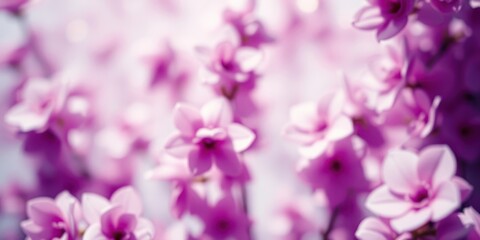 Fototapeta premium A Soft Focus Image Of Delicate Pink Flowers In Full Bloom, Captured On A Sunny Day
