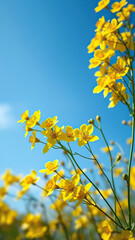 Obraz premium Captivating cluster of yellow wildflowers set against a deep blue sky, arranged, picturesque, outdoor scenery