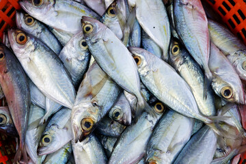 Freshly Caught Fish Arranged in a Red Plastic Basket for Sale