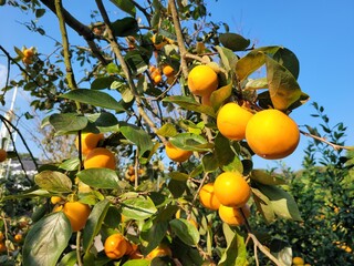 Sweet persimmons, Persimmonfruit, Korean sweet persimmon, food