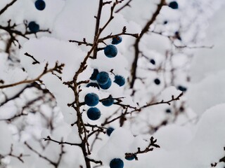 Snow covered branches with fruits of blackthorn or sloe (Prunus spinosa) on the bush. Sweden
