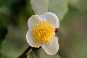 Obraz premium Tea leaf and white flower in tea plantation. Flower of tea on trunk. Beautiful and fresh white tea flower