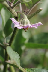 pink flower in full bloom growing in the garden