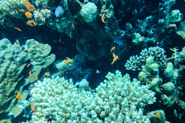 Naklejka premium Coral Reef at the Red Sea,Egypt. coral yellow fish