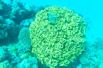 Obraz premium Organic texture of Elephant skin hard coral (Pachyseris speciosa) as an abstract background. green coral in the red sea Egypt