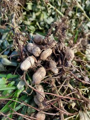 Peanuts, Korean peanut field view