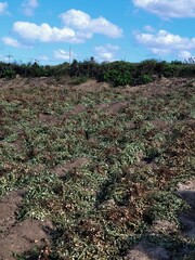 Peanuts, Korean peanut field view