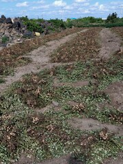 Peanuts, Korean peanut field view
