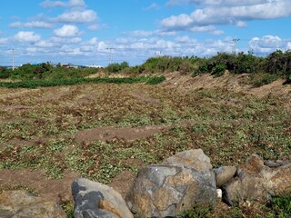 Peanuts, Korean peanut field view