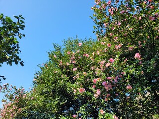 red camellia flowers blooming on camellia trees, camellia