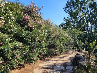 red camellia flowers blooming on camellia trees, camellia