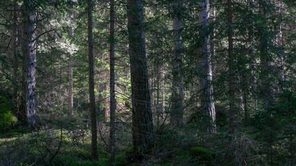 Obraz premium Sunlight filters through dense forest trees, creating a serene atmosphere ideal for concepts of nature conservation and tranquility