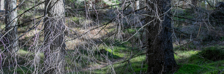 Tranquil forest scene with slender branches signifies the concept of solitude and connection to nature, ideal for Earth Day themes