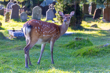 Sika deer "Cervus nippon" (also Japanese or Northern Spotted deer) wandering amongst headstones in Glendalough Cemetery or Graveyard, Wicklow, Ireland. Wild sacred animal in spiritual location.