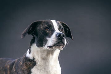 A female crossbreed mongrel dog posing on dark studio background