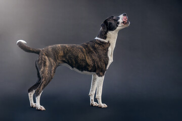A female crossbreed mongrel dog posing on dark studio background