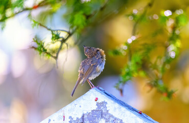 Robin redbreast bird perched on headstone looking toward sky or heaven. Bokeh like Christmas lights on tree. Holiday nature background. Glendalough Cemetery, Wicklow, Ireland