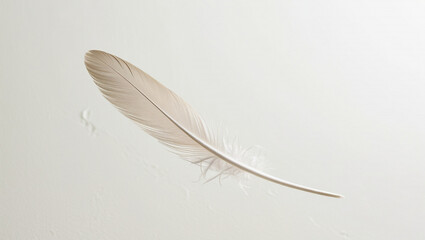 Obraz premium white feather on a blank background