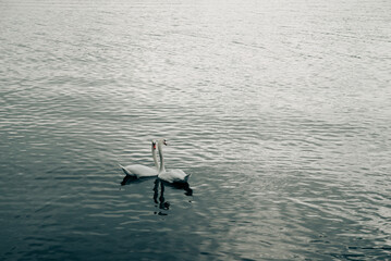 違う方向を見ている2羽の白鳥